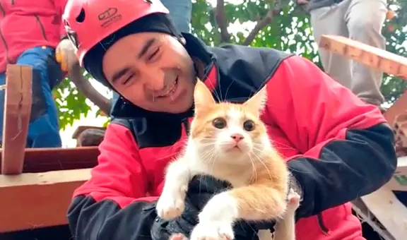 Gato es rescatado debajo de los escombros tras el fuerte terremoto en Turquía