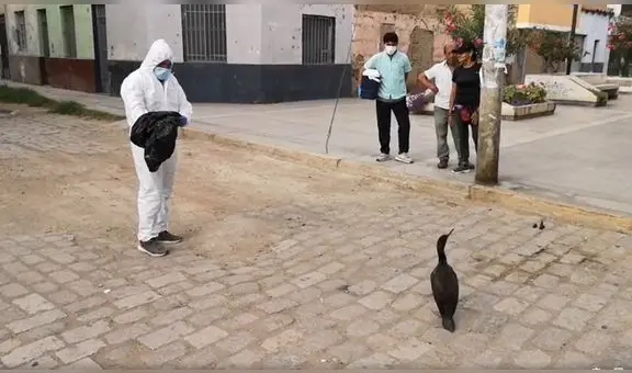 Retiran a ave marina que se encontró deambulando por el centro de la ciudad de Chiclayo