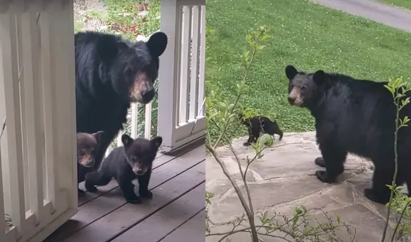 En compañía de sus crías, osa visita periódicamente a hombre que le salvó la vida hace 5 años