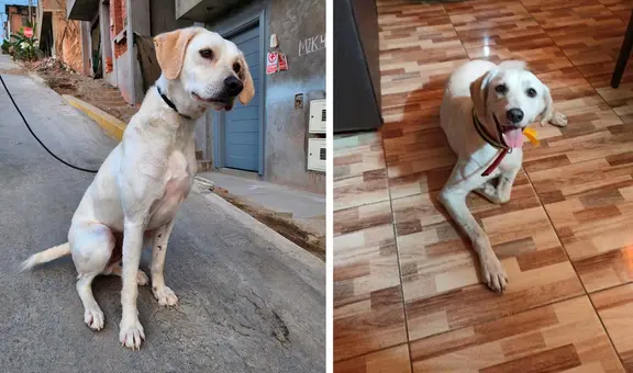 Lince: rescatistas ofrecen pollada para cubrir gastos de perrito que fue abandonado