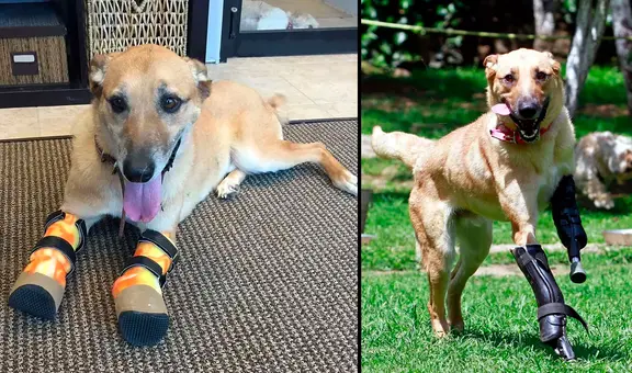 La cruel historia de Pay de Limón, el perro que fue mutilado por narcos del cártel de Los Zetas