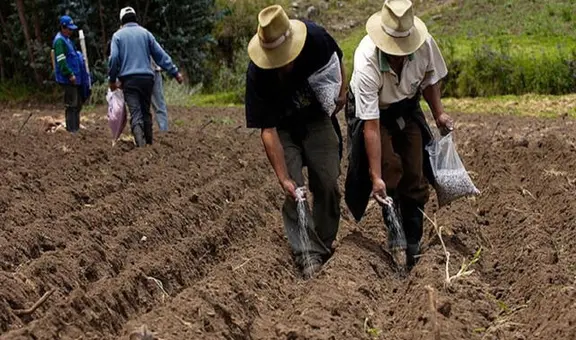 En plena campaña agrícola, siembras en 19 regiones cayeron hasta en casi 57%