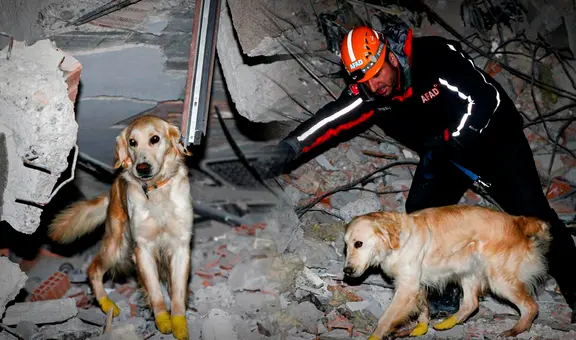 Perro de rescate se cortó las patas, lo vendaron y salvó 5 vidas tras siniestro en Turquía