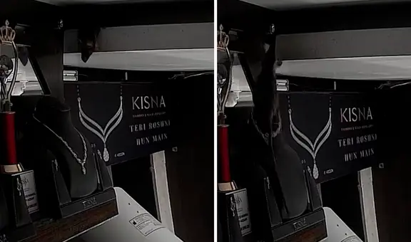 ¿Quiso celebrar San Valentín? Cámara capta a rata llevándose collar de exhibición de joyería