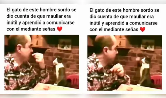 Gatito aprendió a comunicarse con su dueño sordo a través de señas