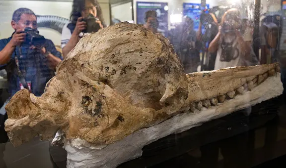 Hallan en Perú al "fósil mejor preservado del mundo" de cachalote prehistórico