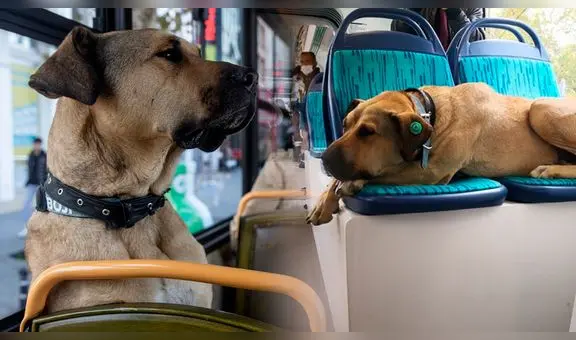 ¿Quién es Boji, el perrito influencer que ama viajar en el transporte público de Estambul?