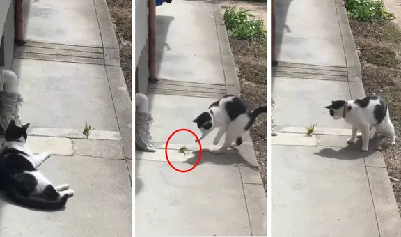 Gatito reta a duelo a un insecto sin imaginar que recibiría un insólito "ataque ninja"