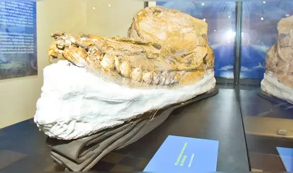 Hallan fósil de cachalote de 7 millones de años en desierto de Ica