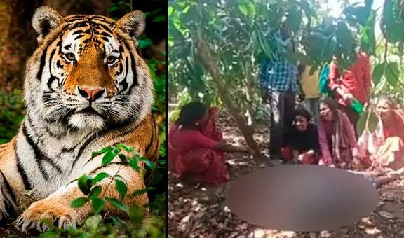 Tigre fugado de zoológico mata a hombre y su nieto con 12 horas de diferencia en la India