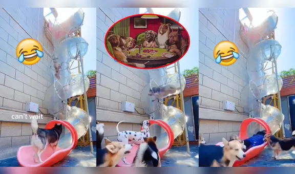 ¡Son como niños!: grupo de perritos son captados divirtiéndose en un tobogán