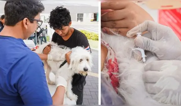 No más perritos perdidos: Surco lanza campaña de microchips gratuitos para mascotas