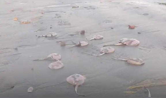 Animales marinos, entre anguilas y rayas, aparecieron varados en playas de Piura