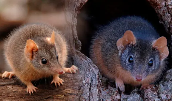 ¿Sabías que existe un animal que tiene sexo hasta morir? Conoce todo sobre el antequino