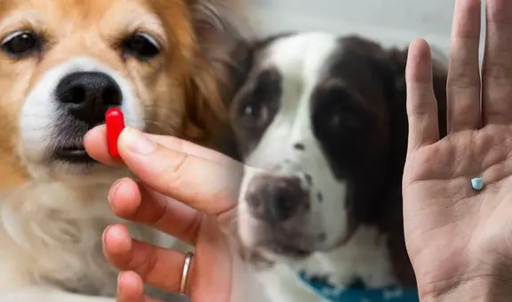 ¿Cómo hacer para que mi perro se tome la pastilla y no la escupa? Con estos trucos es posible