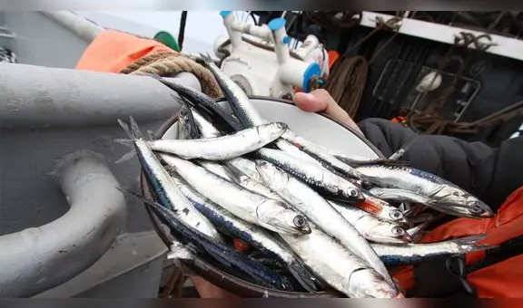 Segunda temporada de pesca de anchoveta 2022 culmina con 1,91 millones TM capturadas