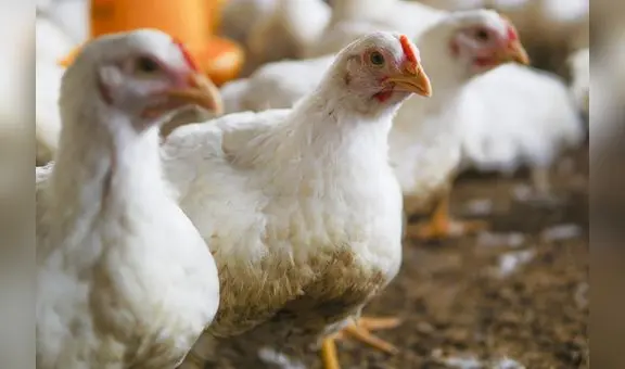 Falta de alimento y la influenza aviar provocan caída en producción de pollos en La Libertad