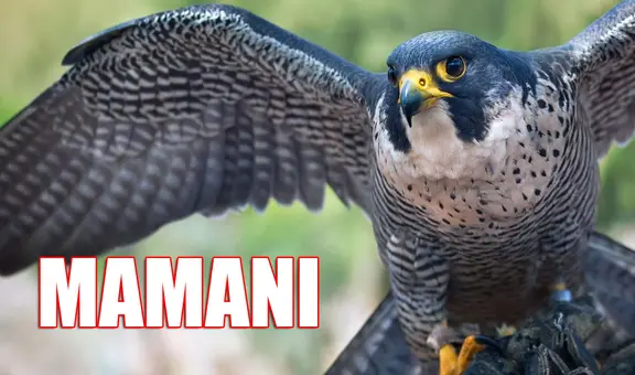 ¿Qué significa el apellido Mamani en Perú y cuál es la leyenda en la que está basada su origen?