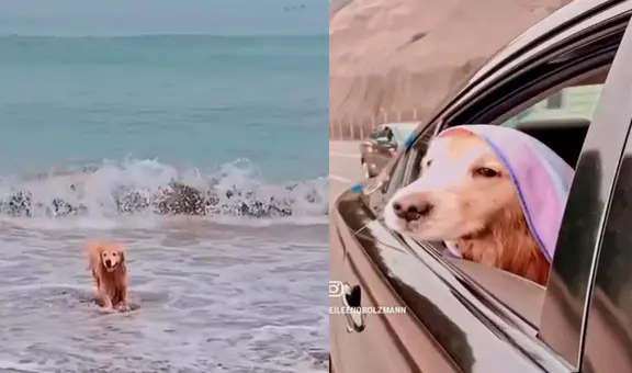 Denuncian que perro murió tras ser víctima de intoxicación en Playa Bujama