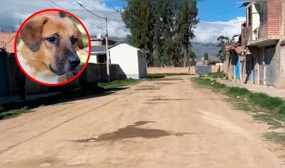 Envenenan a más de 8 perros en menos de 24 horas en Huancayo
