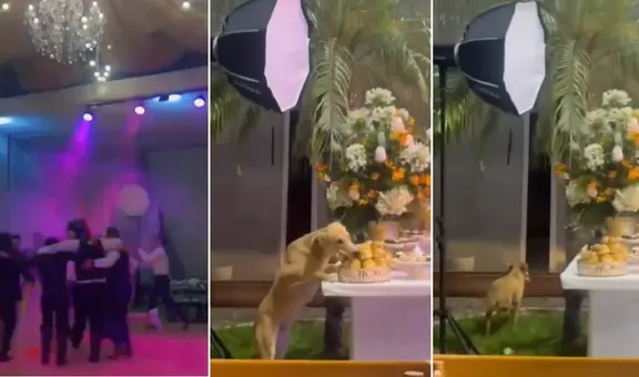 Perrito aprovecha descuido y se lleva los bocaditos de una fiesta cuando los invitados bailaban