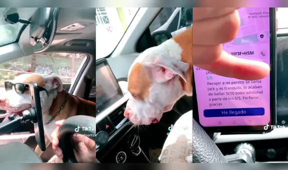 Le pidieron que recogiera a un perrito bebé y terminó disfrutando de la música con un joven pitbull