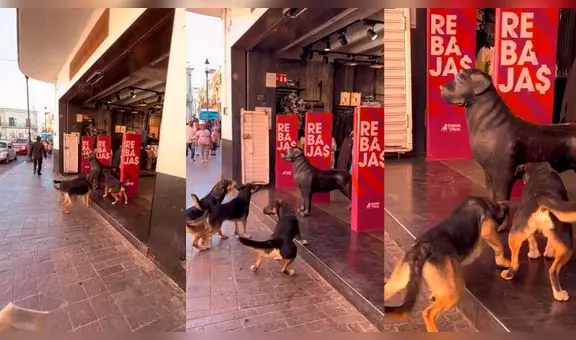 Perritos sorprenden al ladrar a estatua que confundieron con otro can: “Querían socializar”