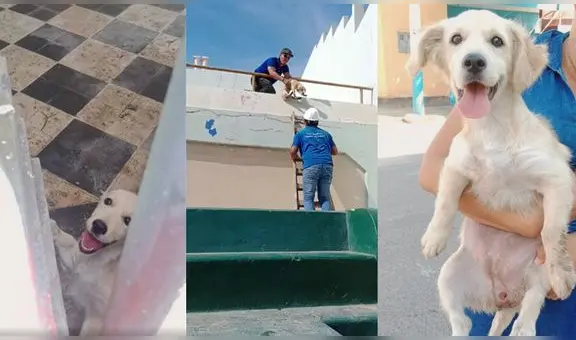 Callao: buscan hogar para cachorrita que rescataron tras ser arrojada a Estadio Telmo Carbajo