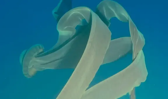 Captan una gigantesca medusa fantasma de 10 metros de largo [VIDEO]
