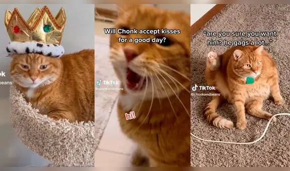 ¿Quién es Chonk, el gato que es tendencia en TikTok por su peculiar forma de comunicarse con su dueña?