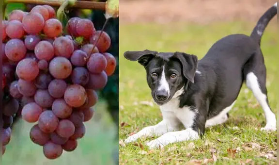 ¿Los perros pueden comer uvas? 5 alimentos dañinos para tu mascota