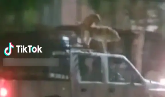 ¿Y cómo son los perros en tu barrio? Captan a canes apareándose sobre el techo de carro en movimiento