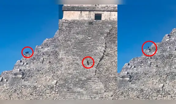 Perrito es captado subiendo por las pirámides del Chichén Itzá: "Le hubieran puesto una Go-Pro"