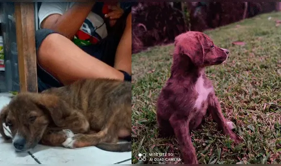 ¡En adopción! Buscan hogar para perrita que fue abandonada en calle del Cercado de Lima