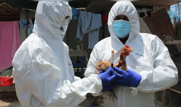 Gobierno amplía estado de emergencia sanitaria por gripe aviar hasta fin de año