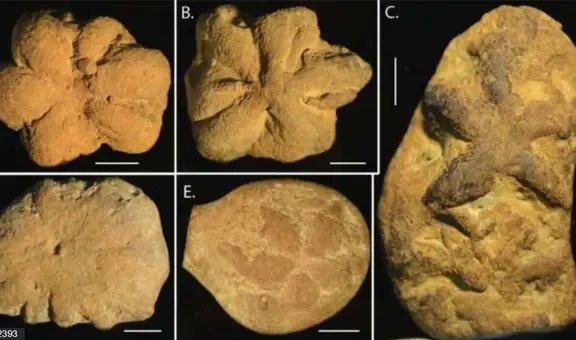 'Fósiles' de 514 millones de años no corresponden a ninguna forma de vida