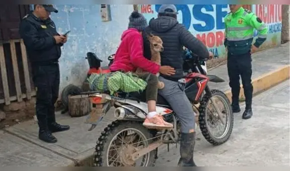 Detienen a 2 personas por llevarse a una vicuña bebé en moto en Huancavelica