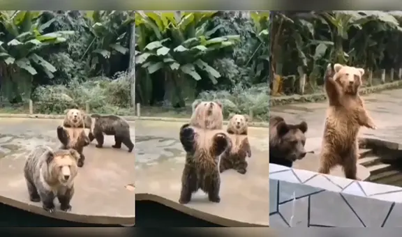 ¡De locos! Joven da de comer a osos en zoológico, pero uno de ellos lo llama como si fuera humano