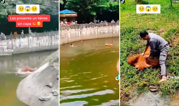 Héroe sin capa: hombre se lanza a laguna de recinto de orangutanes para evitar que uno muera ahogado