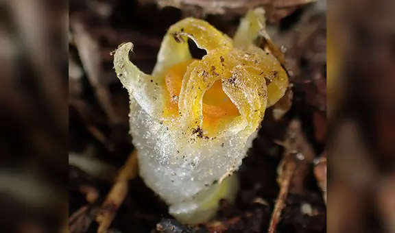 Redescubren la linterna de hadas, misteriosa planta que se creía extinta hace 30 años