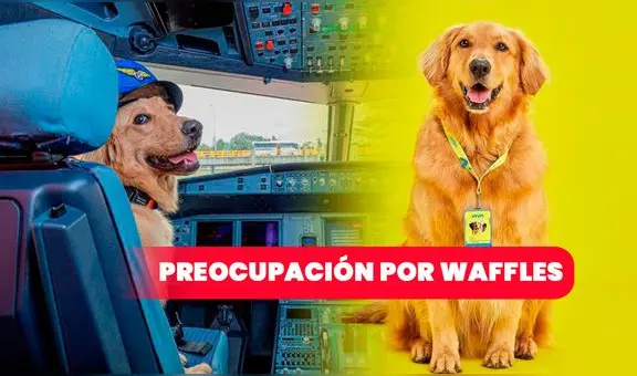 Crisis en Viva Air: usuarios preocupados por Waffles, mascota de la aerolínea
