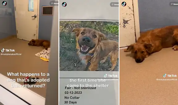 Adoptaron a un perrito, lo devolvieron al refugio y la mascota cayó en una profunda depresión