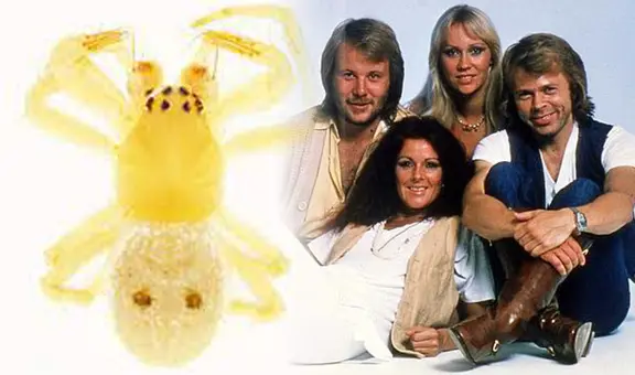¡Mamma mia, una araña! Científicos nombran como Abba a nueva especie de arácnido
