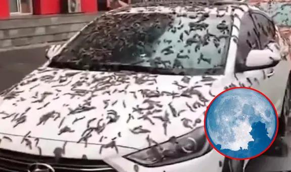 ¿Por qué la “Lluvia de gusanos” es relacionado al fenómeno de Luna Llena de Gusano?