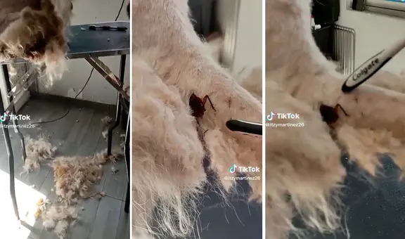 Groomer corta el pelo de una mascota y encuentra una enorme cucaracha escondida en su pelaje