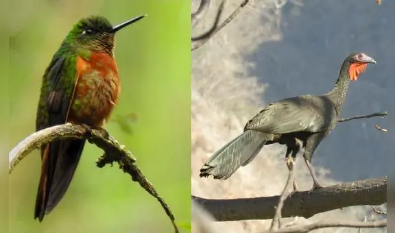 Piura es cuna de especies silvestres