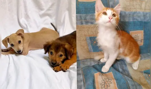 ¿Buscas mascotas? Ven a la jornada de adopción de perritos y gatitos rescatados de las calles