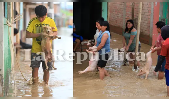 ¡Ni los animales se salvan! Perros y chanchitos son retirados del agua tras desborde del río La Leche