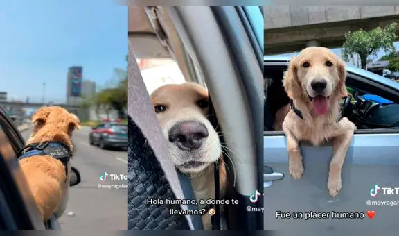 Taxista sale a trabajar con su perrito de copiloto y conmueve a pasajera: “Qué hermoso”
