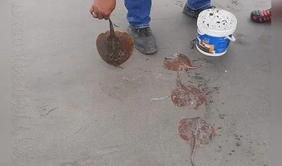 Hallan gran cantidad de peces raya muertos en playa El Dorado de Chimbote